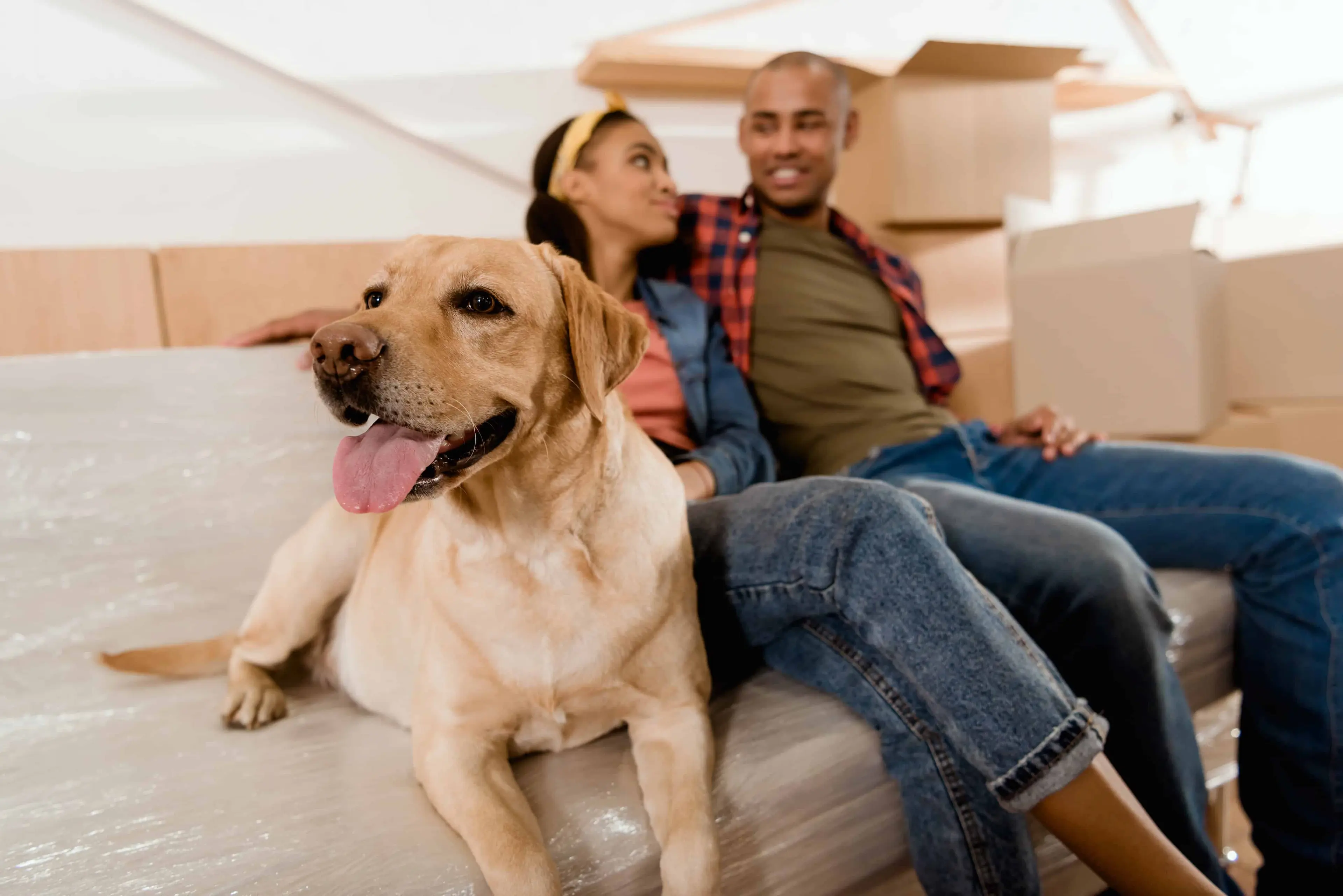 How to Move with Pets - african american couple with labrador dog resting on sofa - United Van Lines