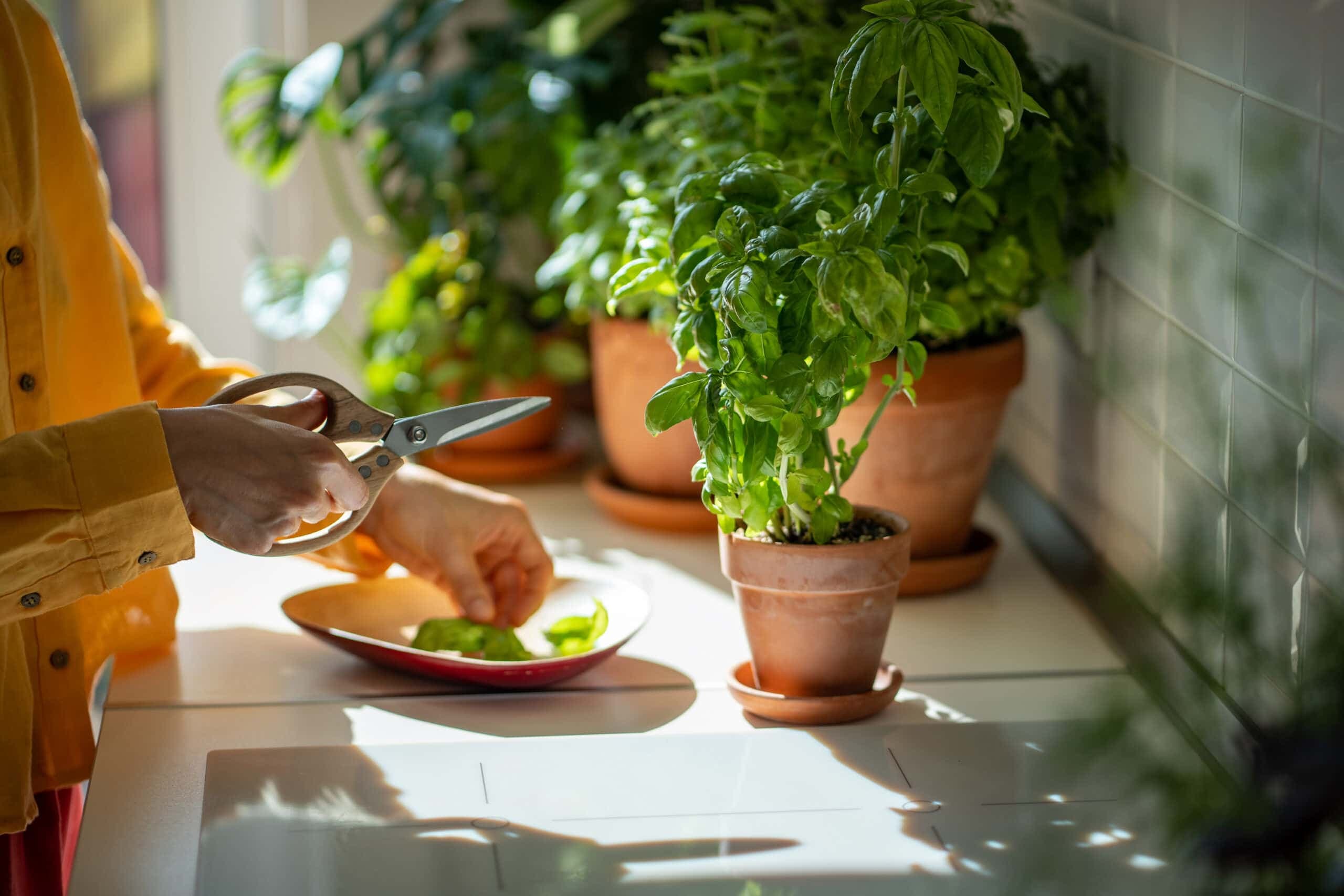 plant-based kitchen